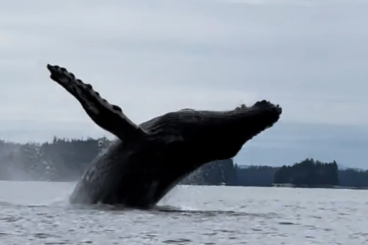 Breaching humpback whale