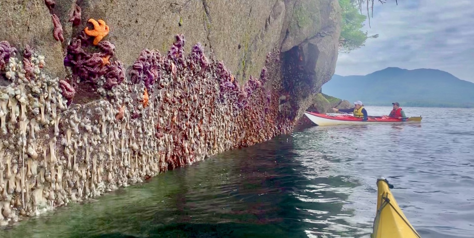 Intertidal Life at Orcas Cove