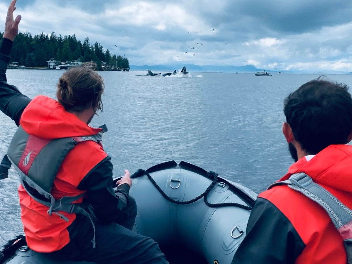 Watching Humpback Whales feeding from our Inflatable Fast Boat Tour in Ketchikan, Alaska