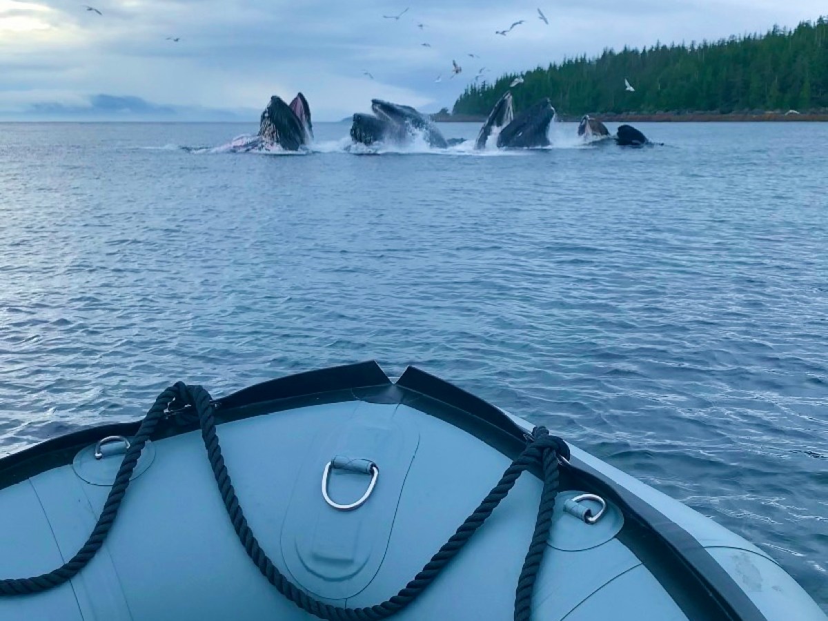 Watching humpback whales feeding near Ketchikan, Alaska